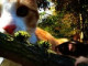 Die Begegnung von Katze und Maus Thumbnail