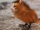 Der Katzenvogel Thumbnail