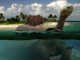 Turtle-Island Thumbnail