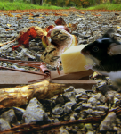 Frohes 2014 Thumbnail